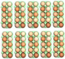 Eier-10x10-C.jpg
